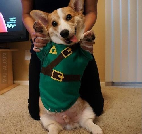 legend of zelda dog cosplay