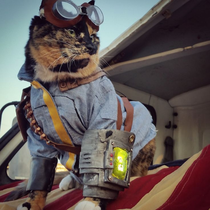 cosplay gatito fallout