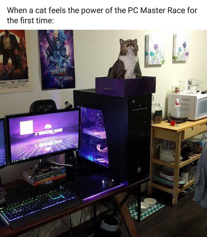 Cuando tu gato siente el control de tu Pc Gamer