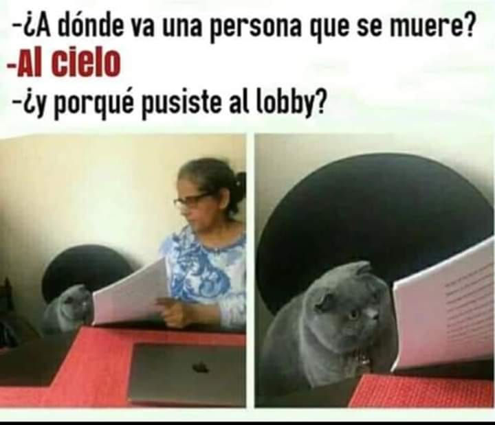 Gatito suspende el examen