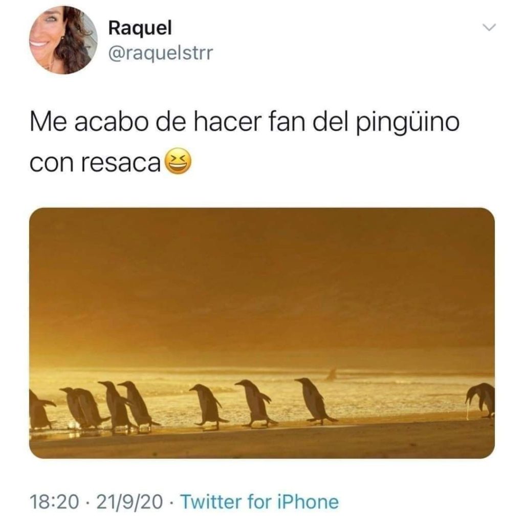 El Pingu que se ha pasado de fiesta.